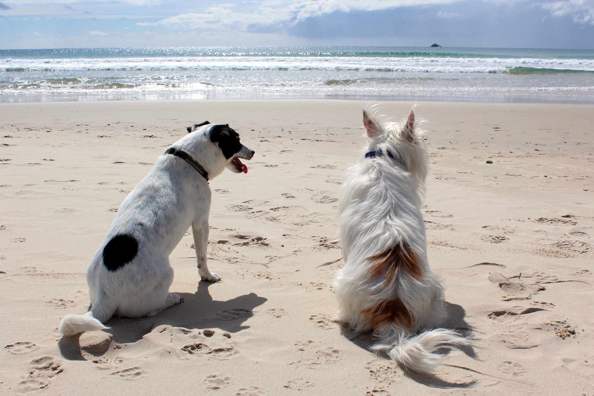 dogs on beach