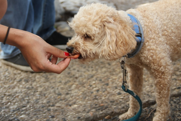 dog on beach