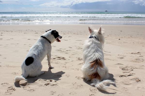 dogs on beach
