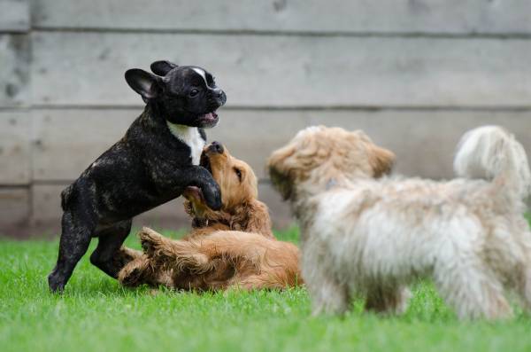 dogs playing in a field