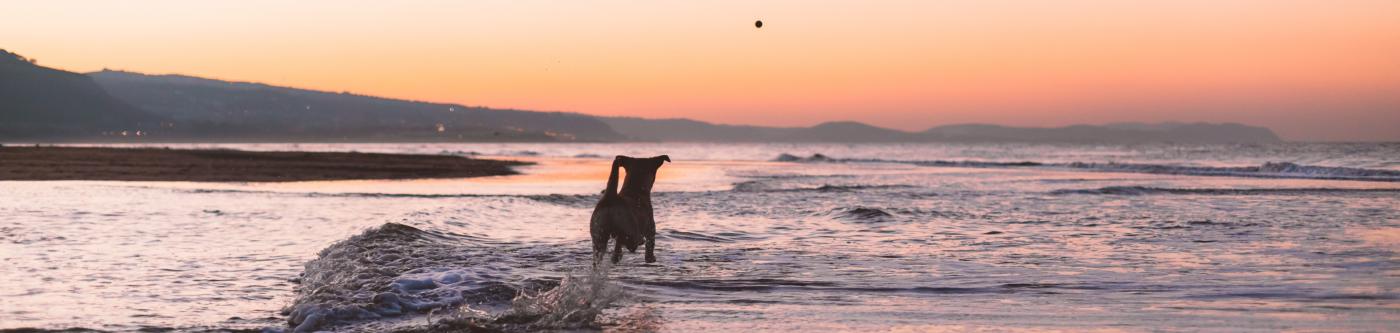 pet friendly mendocino coast