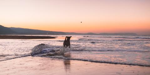 kastens dog boarding